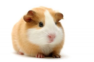 guinea-pig---tan