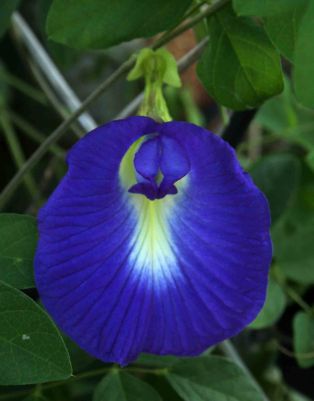 Clitoria-Ternatea-Vine-15-Seeds-Butterfly-Pea-Asian
